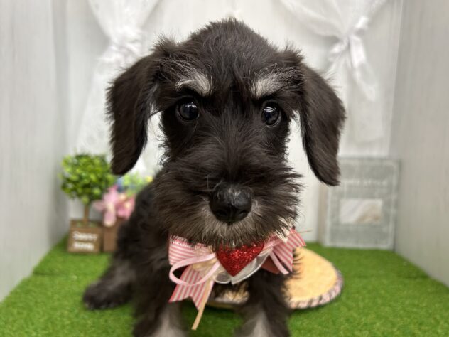 香川県のミニチュアシュナウザー (ワンキャラット アミーゴ高松店/2026年1月24日生まれ/女の子/ブラックシルバー)の子犬の1枚目の画像