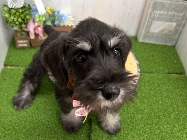 香川県のミニチュアシュナウザー (ワンキャラット アミーゴ高松店/2026年1月24日生まれ/女の子/ブラックシルバー)の子犬の3枚目の画像