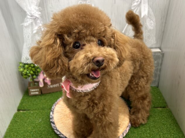 香川県のトイプードル(トイ) (ワンキャラット アミーゴ高松店/2025年7月23日生まれ/女の子/レッドフォーン)の子犬の4枚目の画像