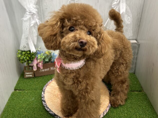 香川県のトイプードル(トイ) (ワンキャラット アミーゴ高松店/2025年7月23日生まれ/女の子/レッドフォーン)の子犬の3枚目の画像