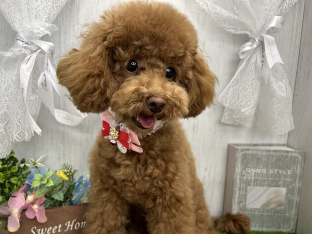 香川県のトイプードル(トイ) (ワンキャラット アミーゴ高松店/2025年7月23日生まれ/女の子/レッドフォーン)の子犬の2枚目の画像