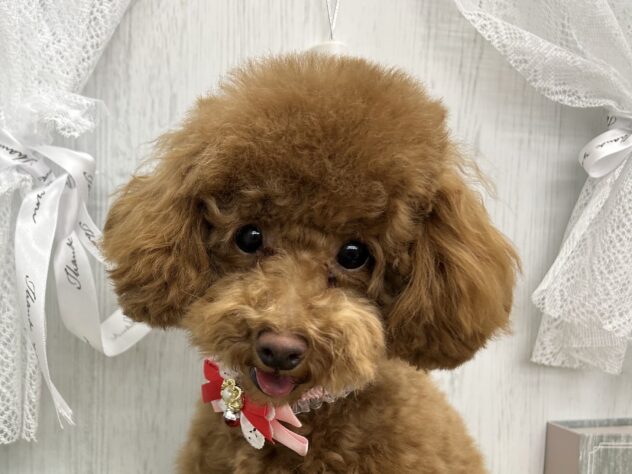 香川県のトイプードル(トイ) (ワンキャラット アミーゴ高松店/2025年7月23日生まれ/女の子/レッドフォーン)の子犬の1枚目の画像