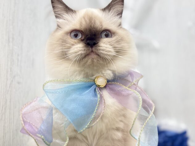 香川県のヒマラヤン (ワンキャラット アミーゴ高松店/2025年10月4日生まれ/女の子/シールポイント)の子猫の3枚目の画像