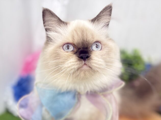 2025年10月4日生まれのヒマラヤン