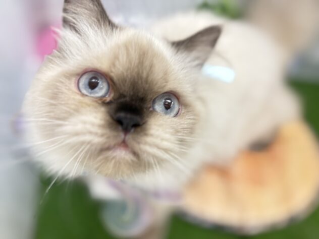 香川県のヒマラヤン (ワンキャラット アミーゴ高松店/2025年10月4日生まれ/女の子/シールポイント)の子猫の2枚目の画像