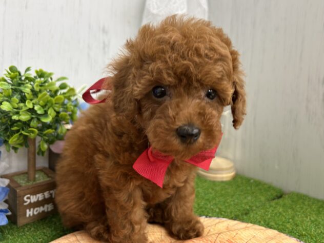 香川県のトイプードル(トイ) (ワンキャラット アミーゴ高松店/2026年2月14日生まれ/女の子/レッドフォーン)の子犬の4枚目の画像