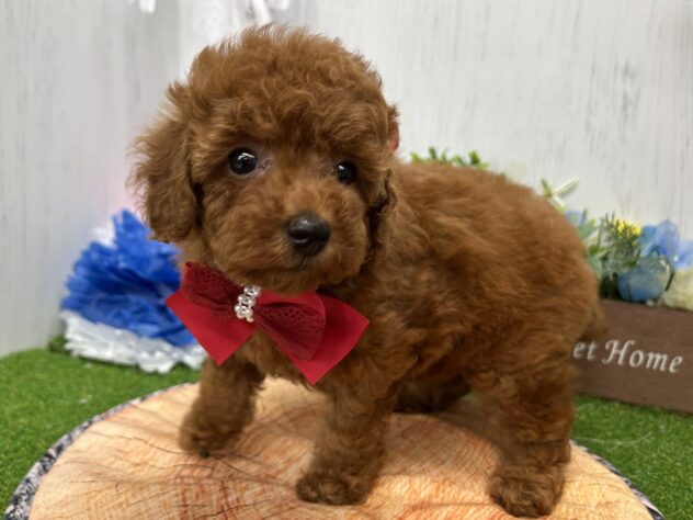 香川県のトイプードル(トイ) (ワンキャラット アミーゴ高松店/2026年2月14日生まれ/女の子/レッドフォーン)の子犬の2枚目の画像