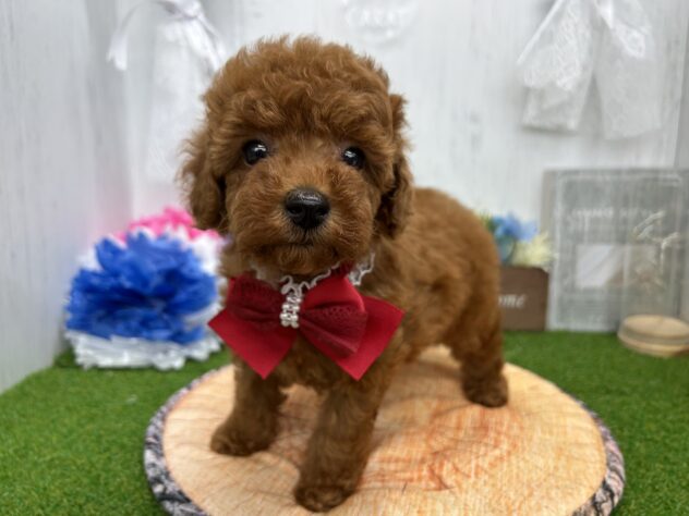 香川県のトイプードル(トイ) (ワンキャラット アミーゴ高松店/2026年2月14日生まれ/女の子/レッドフォーン)の子犬の3枚目の画像