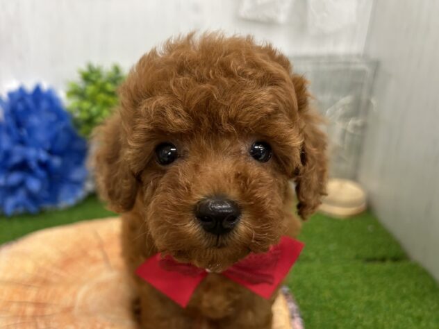 香川県のトイプードル(トイ) (ワンキャラット アミーゴ高松店/2026年2月14日生まれ/女の子/レッドフォーン)の子犬の1枚目の画像