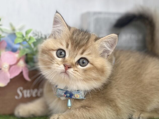 香川県のブリティッシュショートヘアー (ワンキャラット アミーゴ高松店/2026年2月18日生まれ/男の子/ブラックゴールデンシェーデット)の子猫の1枚目の画像