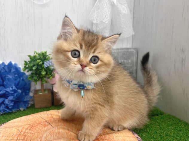 香川県のブリティッシュショートヘアー (ワンキャラット アミーゴ高松店/2026年2月18日生まれ/男の子/ブラックゴールデンシェーデット)の子猫の2枚目の画像