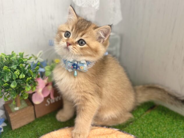 香川県のブリティッシュショートヘアー (ワンキャラット アミーゴ高松店/2026年2月18日生まれ/男の子/ブラックゴールデンシェーデット)の子猫の3枚目の画像