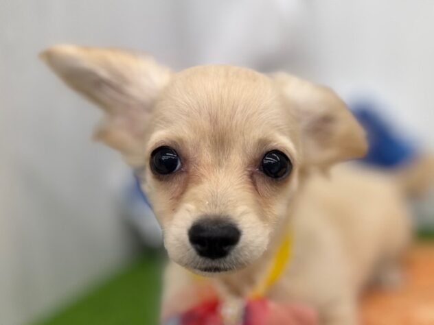 香川県のハーフ犬・ミックス犬 (ワンキャラット アミーゴ高松店/2026年1月21日生まれ/男の子/クリーム)の子犬の1枚目の画像