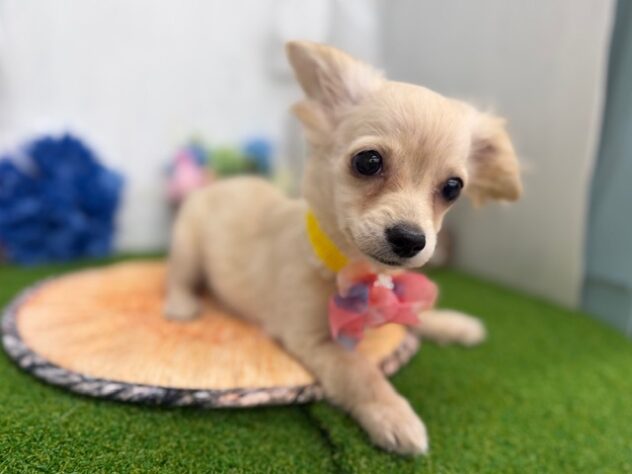 香川県のハーフ犬・ミックス犬 (ワンキャラット アミーゴ高松店/2026年1月21日生まれ/男の子/クリーム)の子犬の2枚目の画像