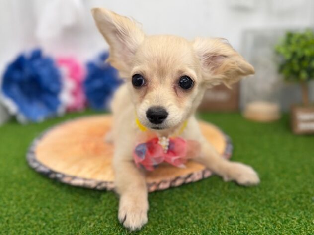 香川県のハーフ犬・ミックス犬 (ワンキャラット アミーゴ高松店/2026年1月21日生まれ/男の子/クリーム)の子犬の3枚目の画像