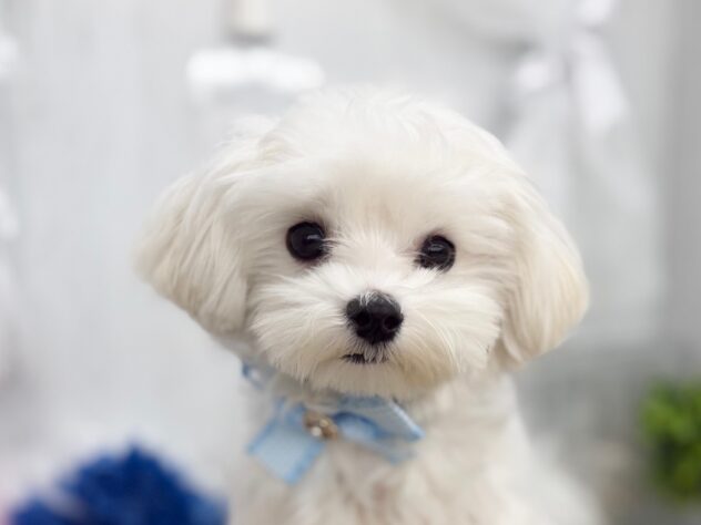香川県のマルチーズ (ワンキャラット アミーゴ高松店/2025年10月15日生まれ/男の子/ホワイト)の子犬の1枚目の画像