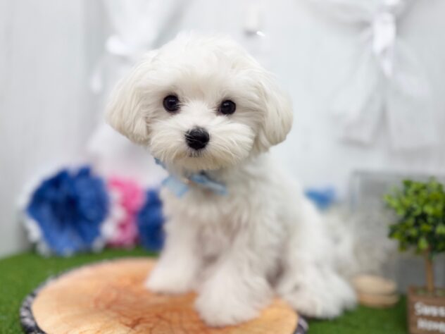 香川県のマルチーズ (ワンキャラット アミーゴ高松店/2025年10月15日生まれ/男の子/ホワイト)の子犬の2枚目の画像