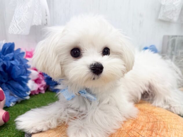 香川県のマルチーズ (ワンキャラット アミーゴ高松店/2025年10月15日生まれ/男の子/ホワイト)の子犬の3枚目の画像