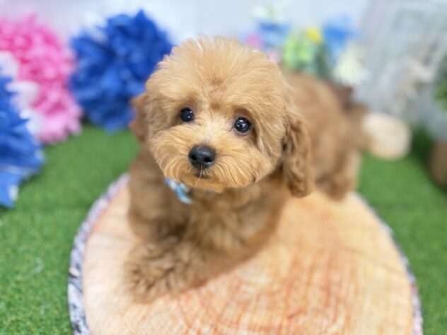 香川県のトイプードル(トイ) (ワンキャラット アミーゴ高松店/2026年1月9日生まれ/男の子/オレンジフォーン)の子犬の3枚目の画像