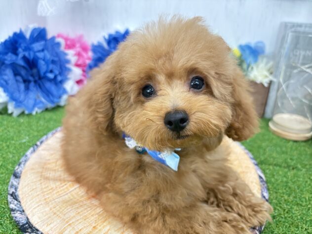 香川県のトイプードル(トイ) (ワンキャラット アミーゴ高松店/2026年1月9日生まれ/男の子/オレンジフォーン)の子犬の2枚目の画像