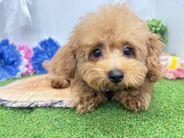 香川県のトイプードル(トイ) (ワンキャラット アミーゴ高松店/2026年1月9日生まれ/男の子/オレンジフォーン)の子犬の1枚目の画像