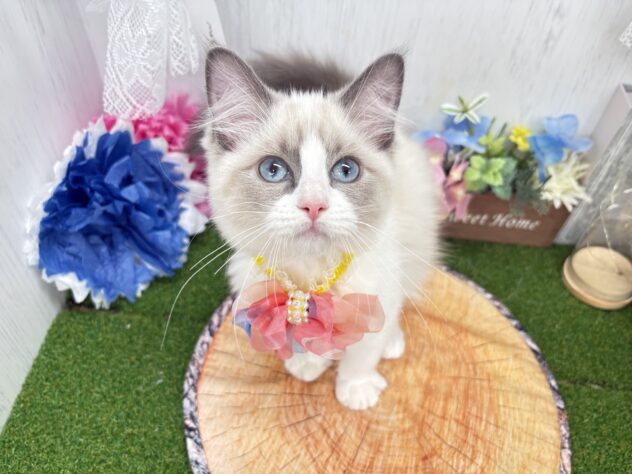 香川県のラグドール (ワンキャラット アミーゴ高松店/2025年12月29日生まれ/女の子/シールポイントバイカラー)の子猫の2枚目の画像