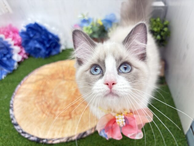 香川県のラグドール (ワンキャラット アミーゴ高松店/2025年12月29日生まれ/女の子/シールポイントバイカラー)の子猫の3枚目の画像