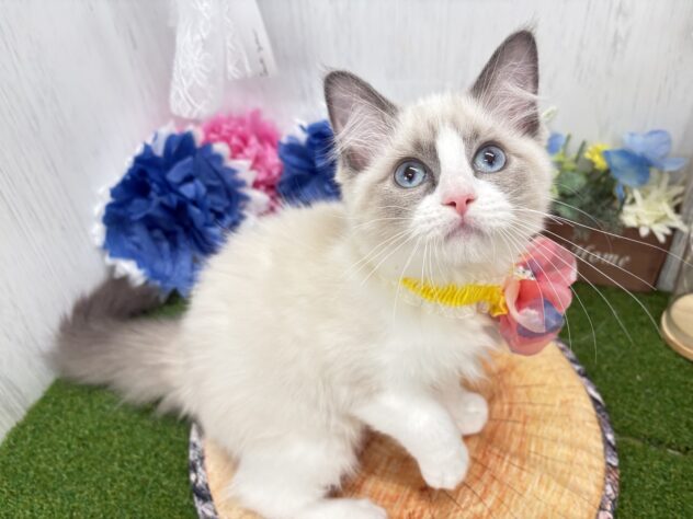 香川県のラグドール (ワンキャラット アミーゴ高松店/2025年12月29日生まれ/女の子/シールポイントバイカラー)の子猫の1枚目の画像