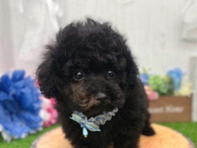 香川県のトイプードル(トイ) (ワンキャラット アミーゴ高松店/2026年2月21日生まれ/男の子/ブラック)の子犬の1枚目の画像