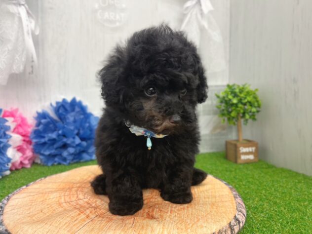 香川県のトイプードル(トイ) (ワンキャラット アミーゴ高松店/2026年2月21日生まれ/男の子/ブラック)の子犬の2枚目の画像