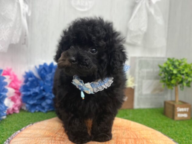 香川県のトイプードル(トイ) (ワンキャラット アミーゴ高松店/2026年2月21日生まれ/男の子/ブラック)の子犬の3枚目の画像