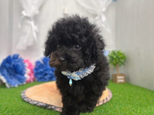 香川県のトイプードル(トイ) (ワンキャラット アミーゴ高松店/2026年2月21日生まれ/男の子/ブラック)の子犬の4枚目の画像