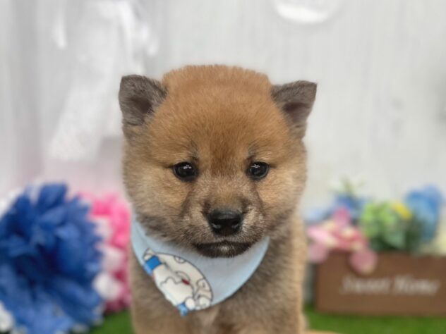 香川県の柴犬(標準サイズ) (ワンキャラット アミーゴ高松店/2026年2月21日生まれ/男の子/赤)の子犬の1枚目の画像