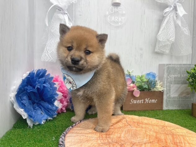 香川県の柴犬(標準サイズ) (ワンキャラット アミーゴ高松店/2026年2月21日生まれ/男の子/赤)の子犬の2枚目の画像