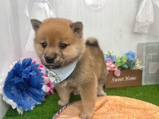 香川県の柴犬(標準サイズ) (ワンキャラット アミーゴ高松店/2026年2月21日生まれ/男の子/赤)の子犬の3枚目の画像