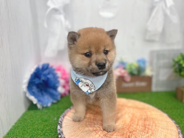 香川県の柴犬(標準サイズ) (ワンキャラット アミーゴ高松店/2026年2月21日生まれ/男の子/赤)の子犬の4枚目の画像