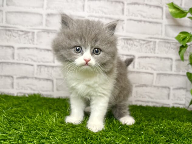 岡山県のブリティッシュロングヘアー (アミーゴ妹尾店/2025年11月26日生まれ/男の子/ブルーホワイト)の子猫の1枚目の画像