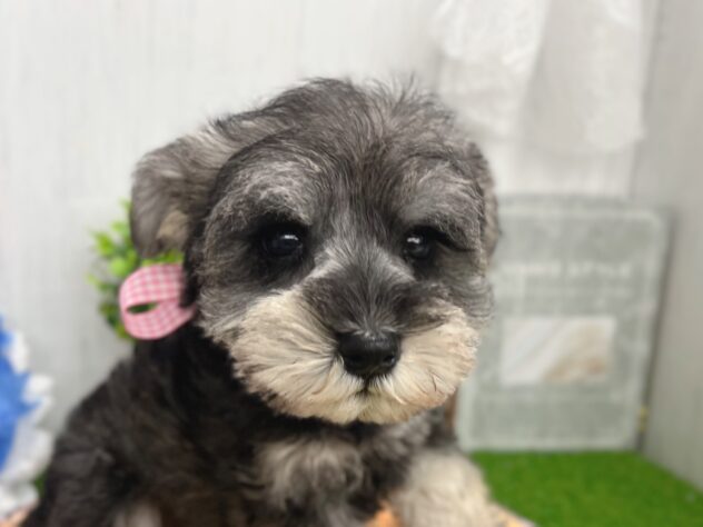 香川県のミニチュアシュナウザー (ワンキャラット アミーゴ高松店/2026年2月26日生まれ/女の子/ソルトペッパー)の子犬の1枚目の画像