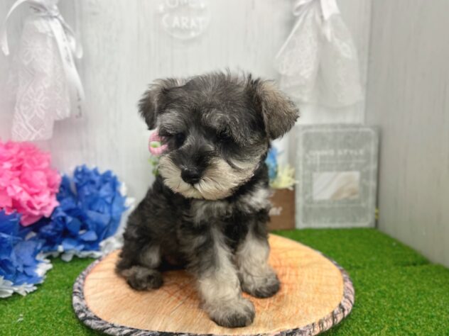 香川県のミニチュアシュナウザー (ワンキャラット アミーゴ高松店/2026年2月26日生まれ/女の子/ソルトペッパー)の子犬の3枚目の画像