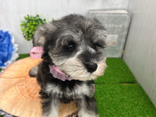 香川県のミニチュアシュナウザー (ワンキャラット アミーゴ高松店/2026年2月26日生まれ/女の子/ソルトペッパー)の子犬の2枚目の画像