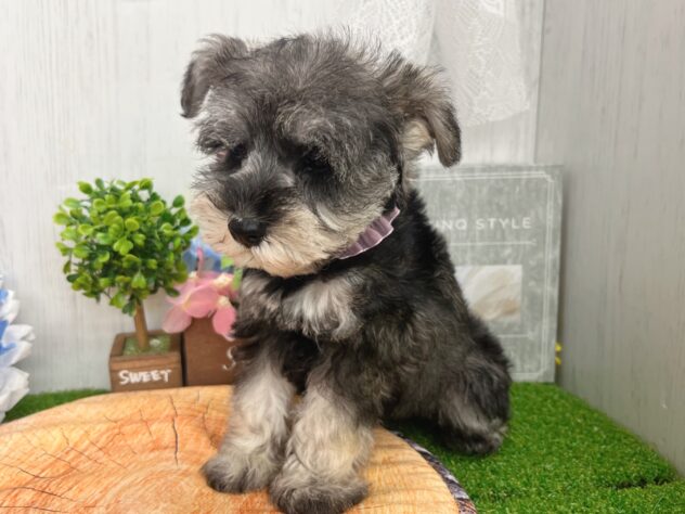 香川県のミニチュアシュナウザー (ワンキャラット アミーゴ高松店/2026年2月26日生まれ/女の子/ソルトペッパー)の子犬の4枚目の画像