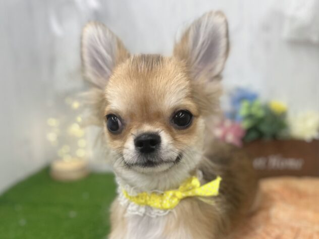 香川県のチワワ(ロング) (ワンキャラット アミーゴ高松店/2025年11月21日生まれ/男の子/セーブルホワイト)の子犬の1枚目の画像