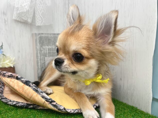 香川県のチワワ(ロング) (ワンキャラット アミーゴ高松店/2025年11月21日生まれ/男の子/セーブルホワイト)の子犬の2枚目の画像