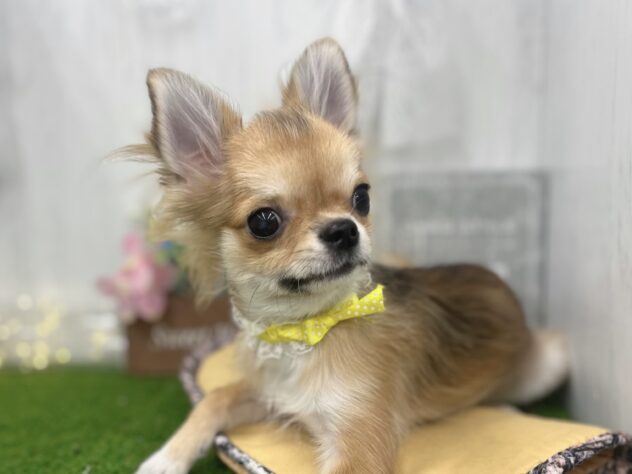 香川県のチワワ(ロング) (ワンキャラット アミーゴ高松店/2025年11月21日生まれ/男の子/セーブルホワイト)の子犬の3枚目の画像