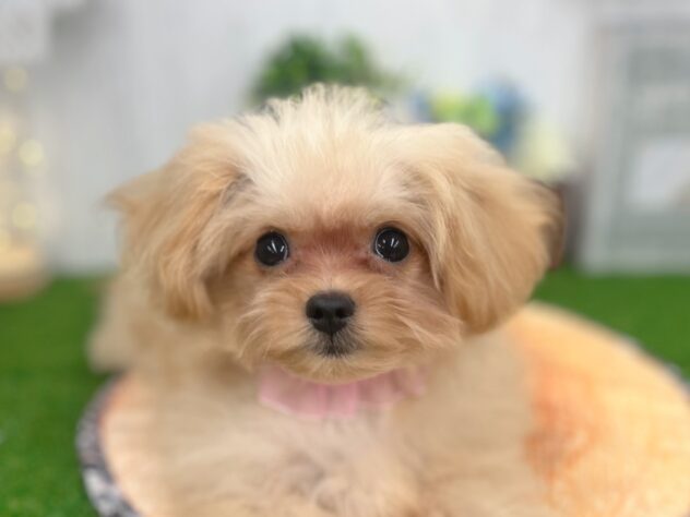 香川県のハーフ犬・ミックス犬 (ワンキャラット アミーゴ高松店/2026年1月21日生まれ/女の子/クリーム)の子犬の1枚目の画像