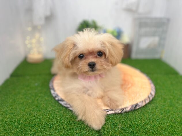 香川県のハーフ犬・ミックス犬 (ワンキャラット アミーゴ高松店/2026年1月21日生まれ/女の子/クリーム)の子犬の3枚目の画像