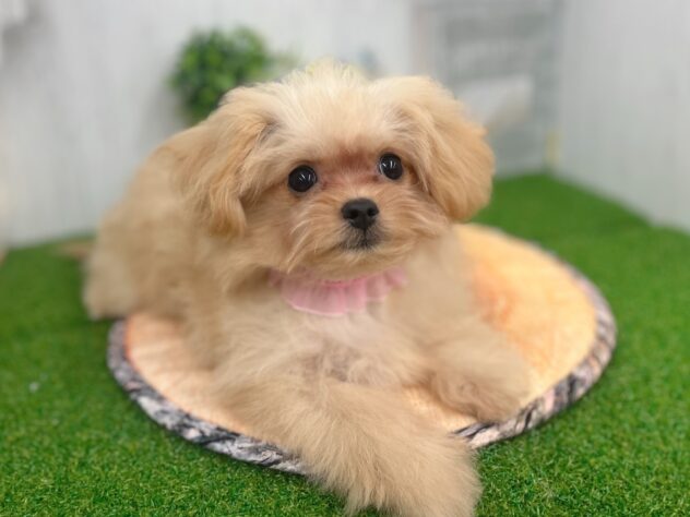 香川県のハーフ犬・ミックス犬 (ワンキャラット アミーゴ高松店/2026年1月21日生まれ/女の子/クリーム)の子犬の2枚目の画像