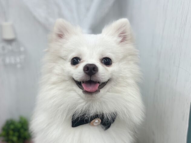 香川県のポメラニアン (ワンキャラット アミーゴ高松店/2025年8月20日生まれ/男の子/クリーム)の子犬の1枚目の画像
