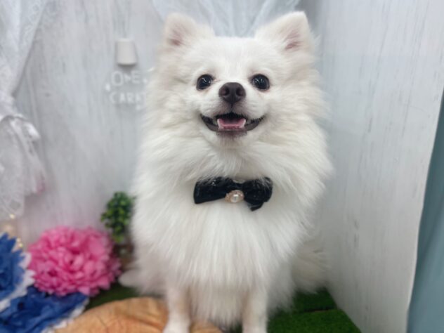 香川県のポメラニアン (ワンキャラット アミーゴ高松店/2025年8月20日生まれ/男の子/クリーム)の子犬の2枚目の画像