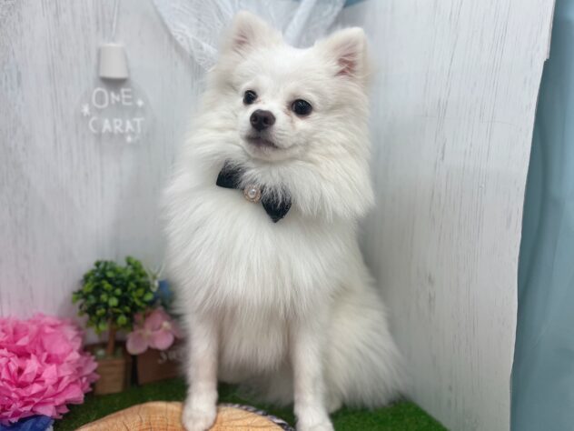 香川県のポメラニアン (ワンキャラット アミーゴ高松店/2025年8月20日生まれ/男の子/クリーム)の子犬の3枚目の画像